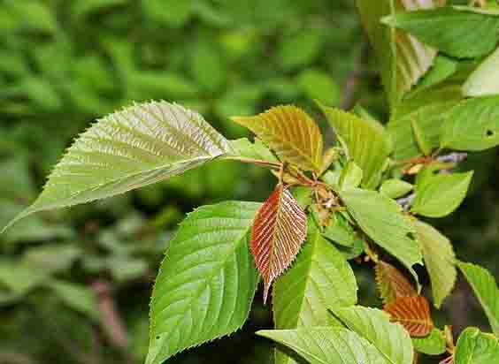 領春木葉1.jpg 領春木葉1.jpg