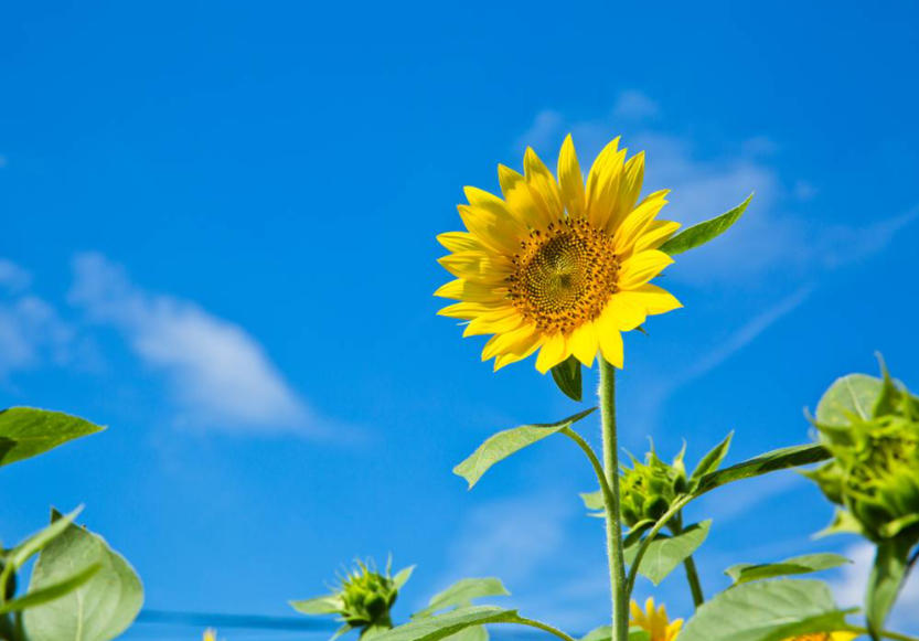 向日葵